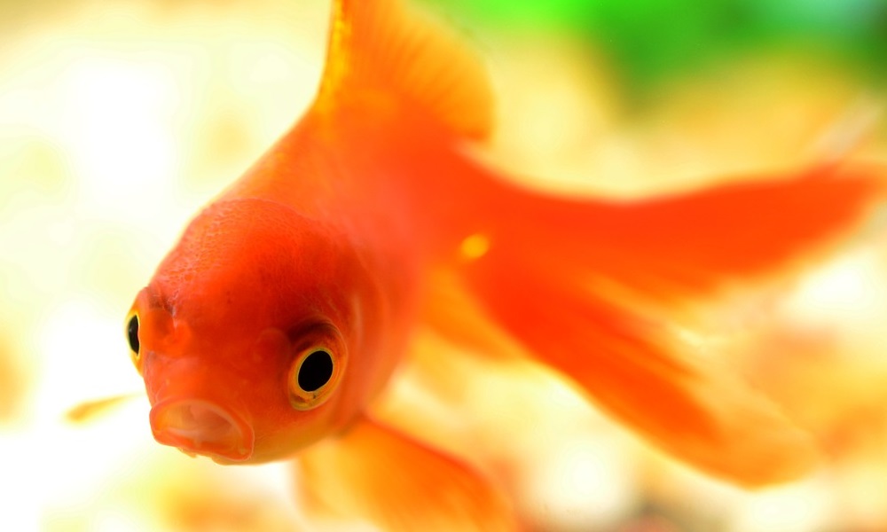 Ne Faites Pas Ces Erreurs Si Vous Decidez D Acheter Un Poisson Rouge Berthine