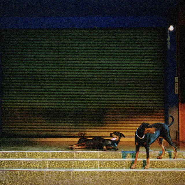 Pochette de l'album Pure Devotion d'Overmono : deux chiens devant un rideau de fer, photo de nuit granuleuse
