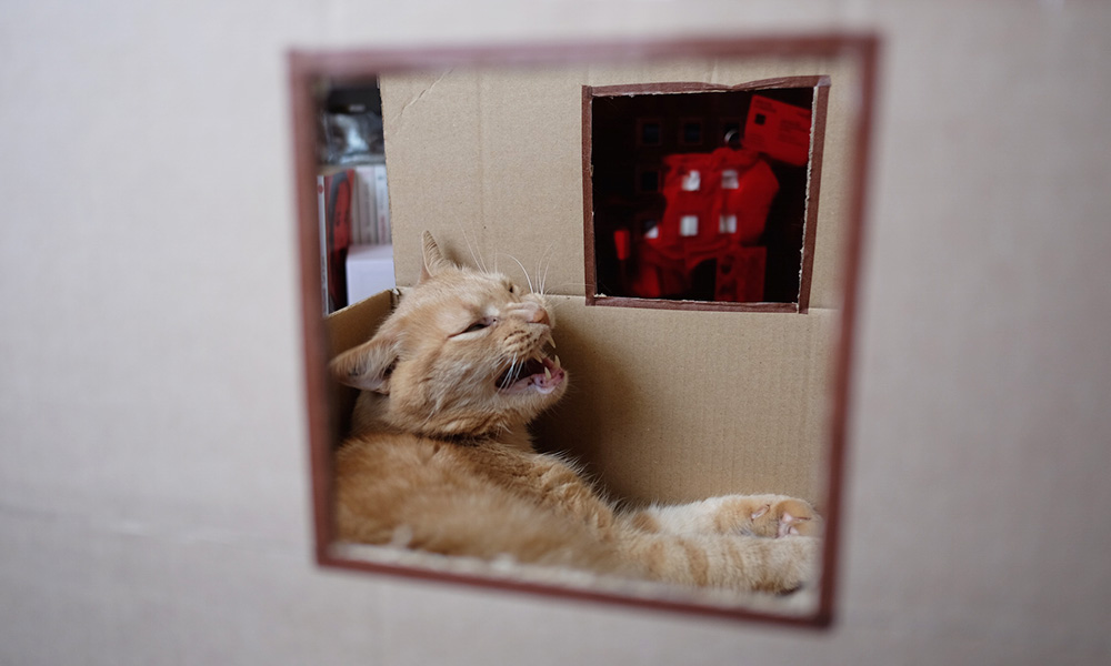 10 choses que vous ne savez pas sur votre chat