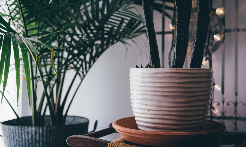 4 plantes faciles d'entretien qui purifient l'air de la maison