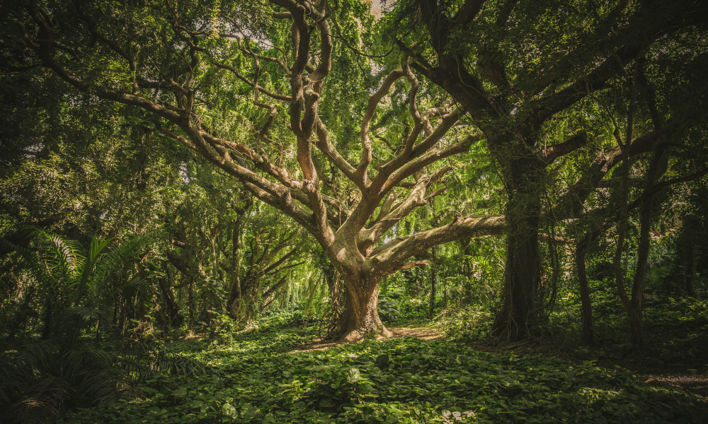 La vie secrète des arbres - Critique