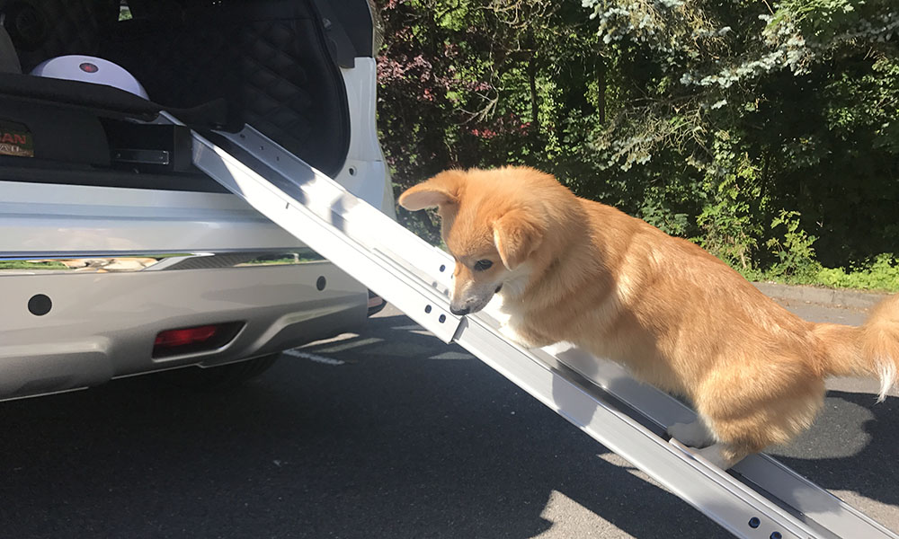 Le Nissan X-Trail 4 dogs, votre toutou va adorer !