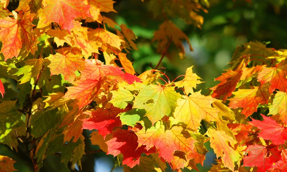 Survivre à l'automne: un livre, un film, et un gâteau.
