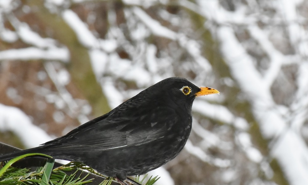 Cet hiver, devenez un sauveur d'oiseaux!