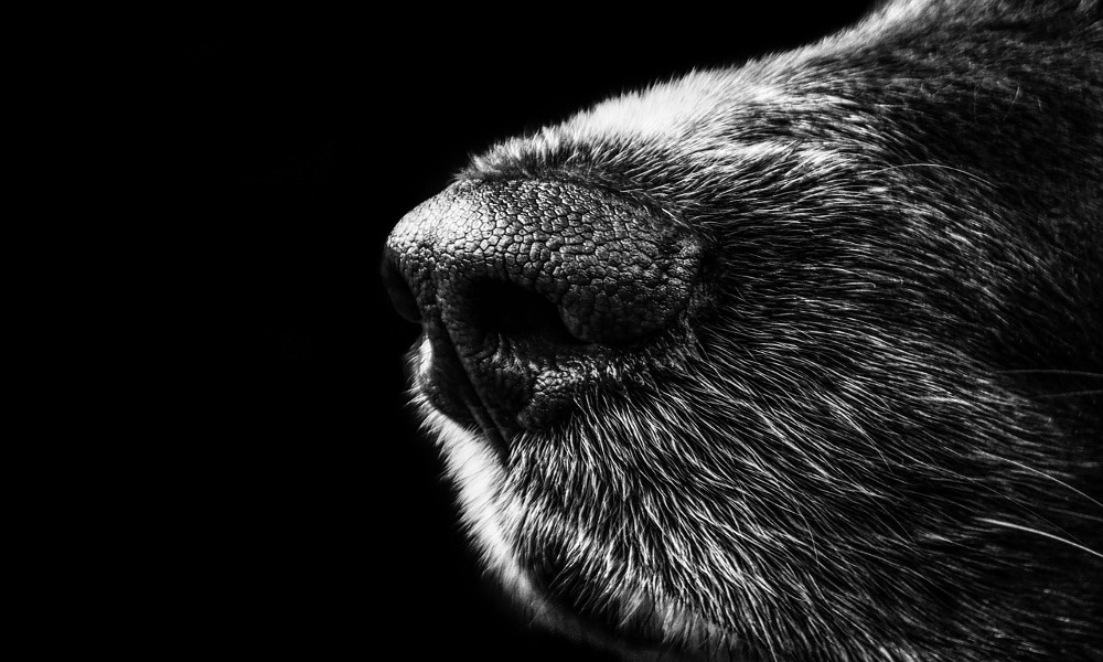 Vie de chien