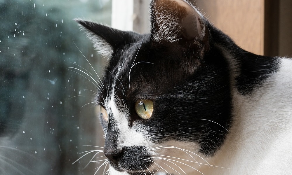 6 choses à savoir avant d'adopter un chat