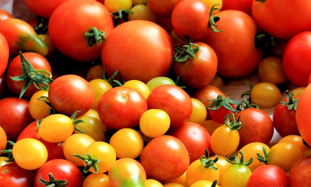 C’est le printemps, on sème des tomates !