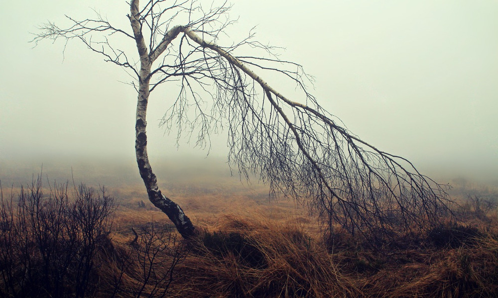 Le chant du Coucou : sombre et dangereuse mixture