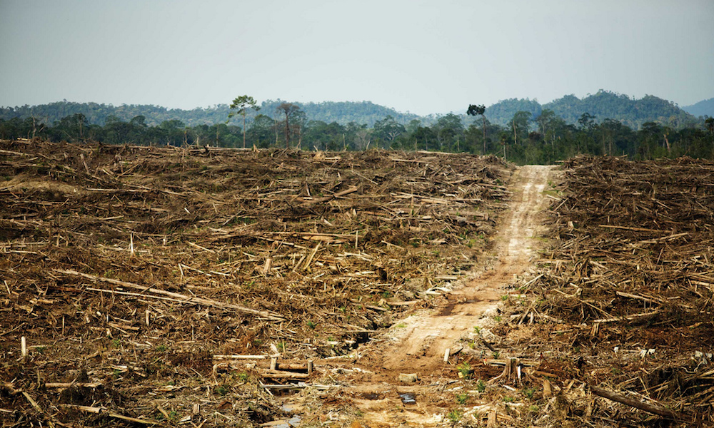 Le(s) problème(s) de l’huile de palme