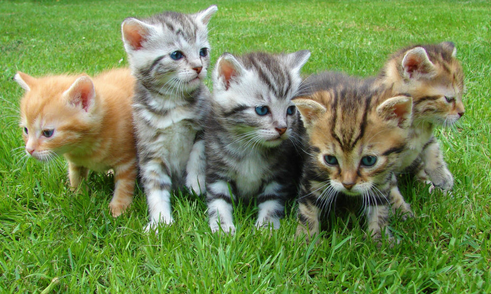 [TEST] Quel chat es-tu ?