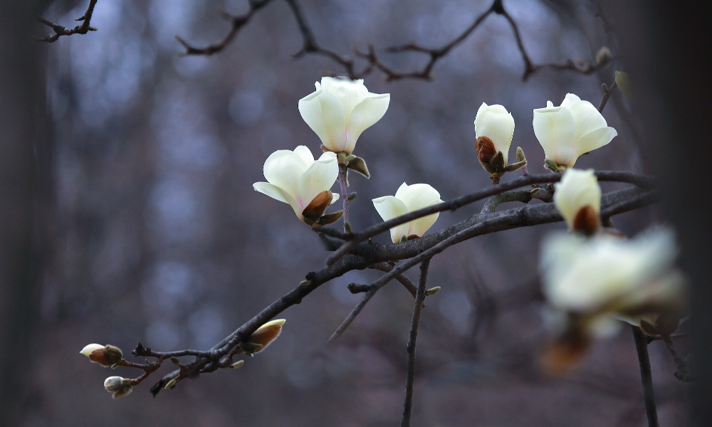 Ça fleurit en ce moment : le magnolia