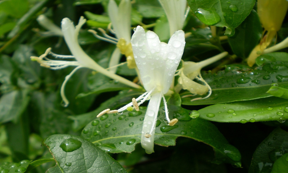 Herbier d'été : le chèvrefeuille