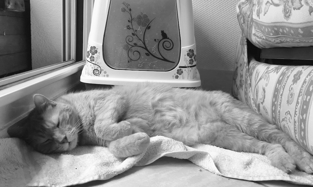 Devenir famille d'accueil pour chats abandonnés