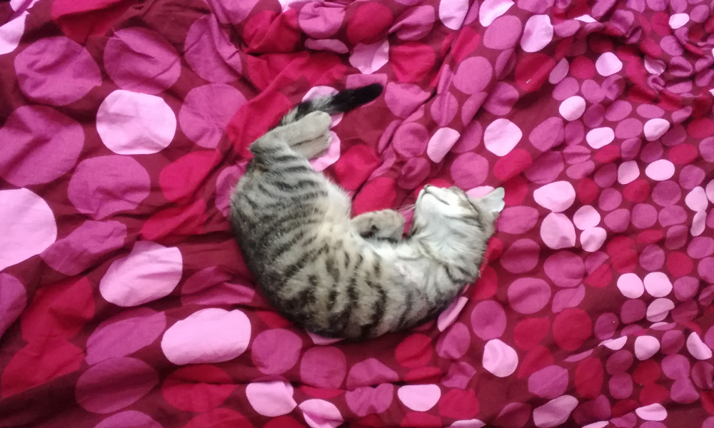 Disability vs. handicap - Comment mon chaton à trois pattes peut m'apprendre à être un meilleur allié