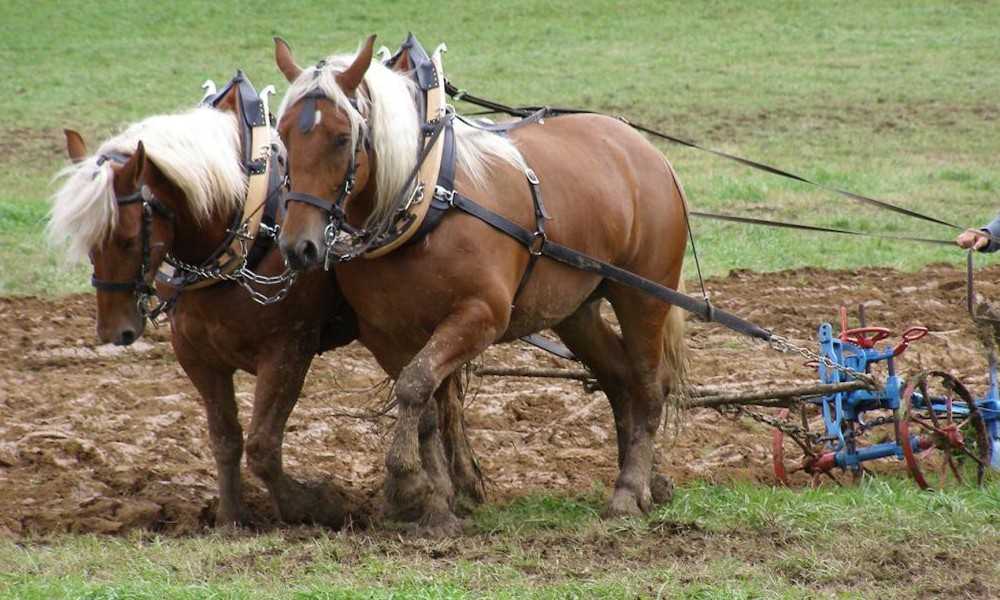 L'avenir sombre des chevaux