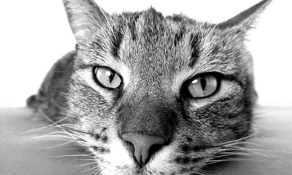 Adopter un chat en appartement, je suis pour !