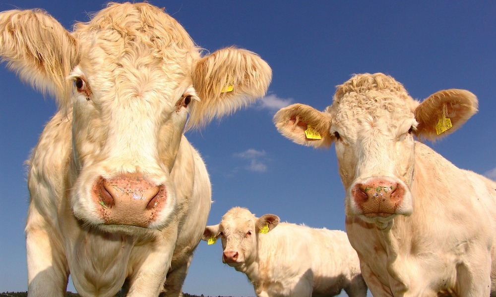 De l'invention de la domestication au coronavirus