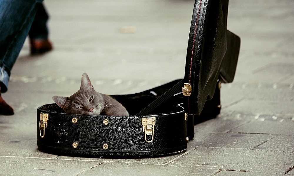 La Playlist de Berthine #10 : chiens et chats