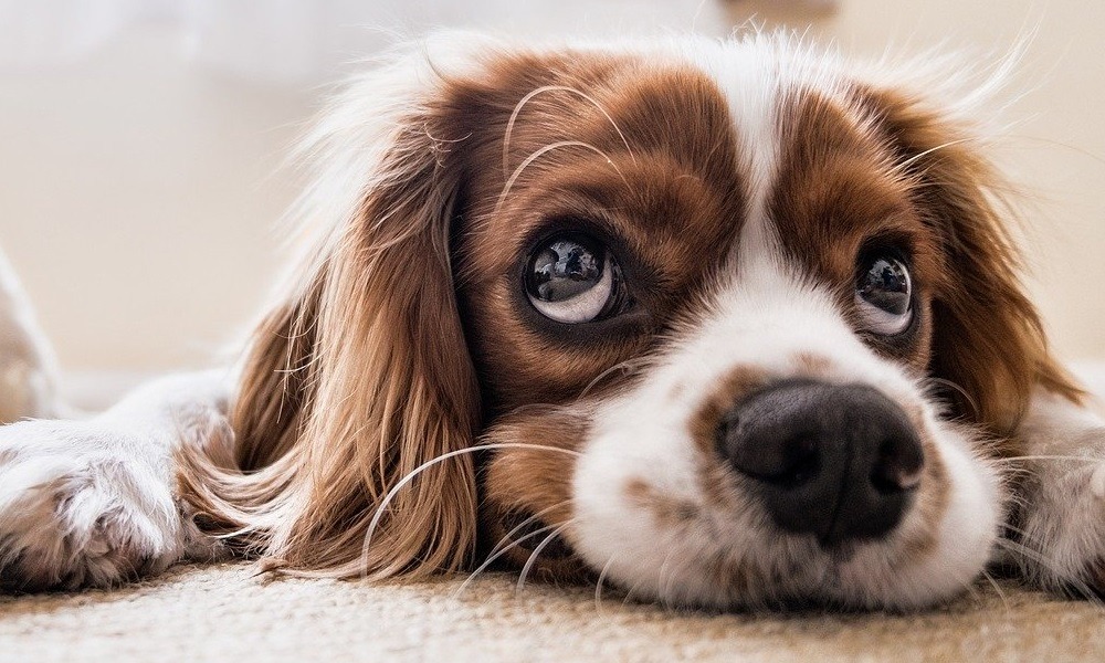 5 choses à savoir avant d’adopter un chien