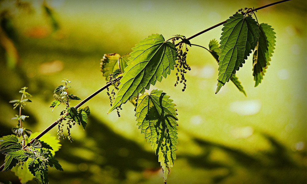 Foulée (s) au pied de la lettre : un herbier poétique et vagabond de nos « herbes folles »