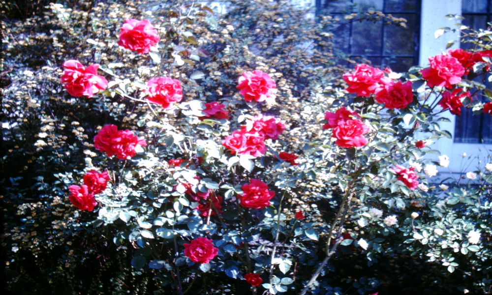 Les roses fauves, de Carole Martinez : envoûtantes, entêtantes, dévorantes