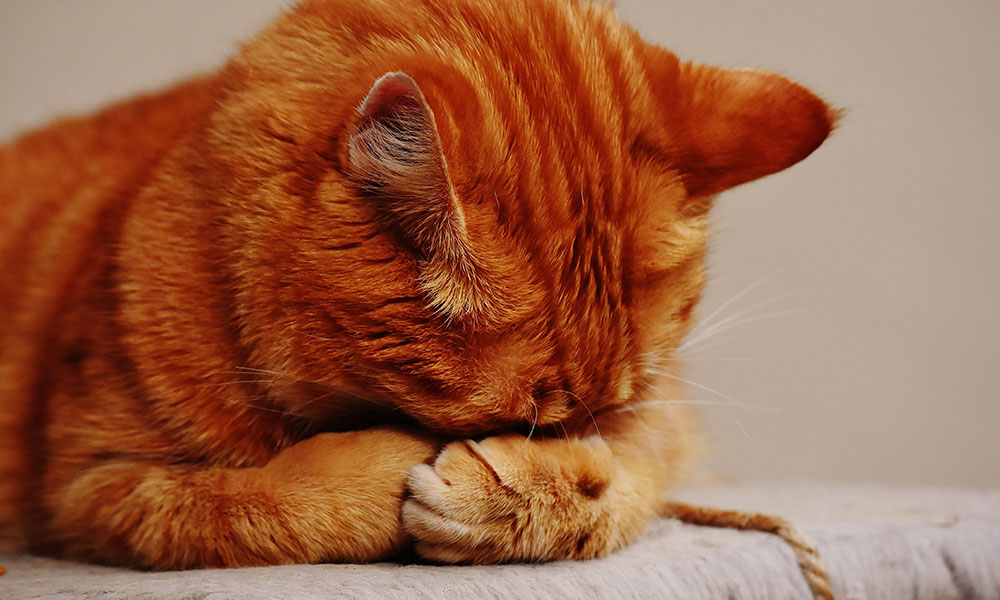 Chats, chiens et parfums d'intérieur, attention !