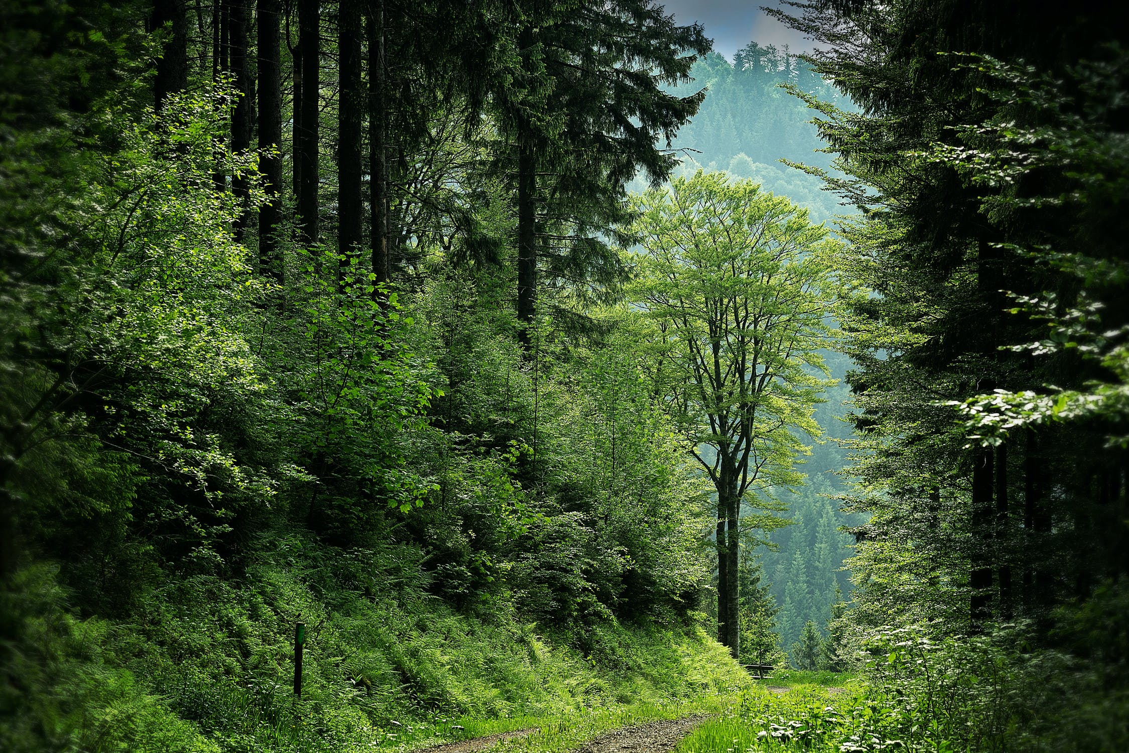 Nos forêts vont mal, et la solution proposée pose problème