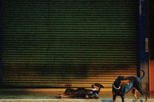 Pochette de l'album Pure Devotion d'Overmono : deux chiens devant un rideau de fer, photo de nuit granuleuse