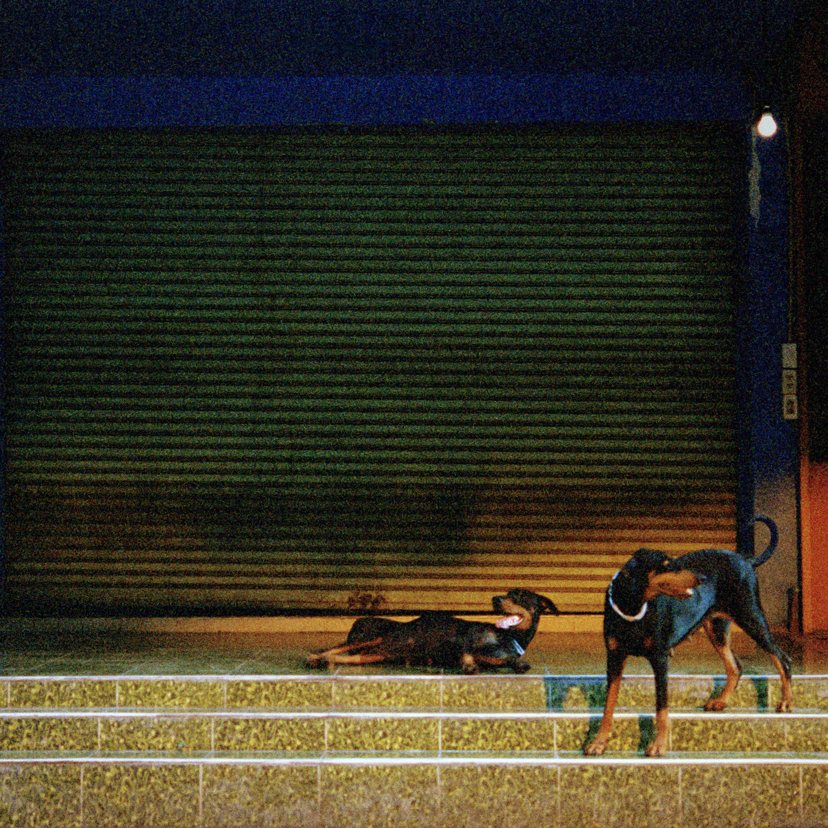 Pochette de l'album Pure Devotion d'Overmono : deux chiens devant un rideau de fer, photo de nuit granuleuse